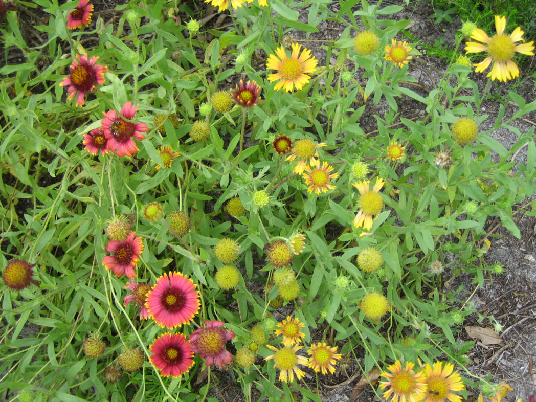 Gaillardia color variations