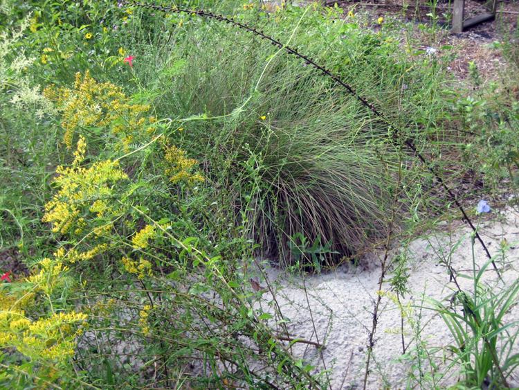 Gopher tortoise burrow among wildflowers