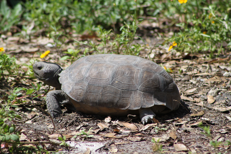 Gopher tortoises love wildflowers, too!