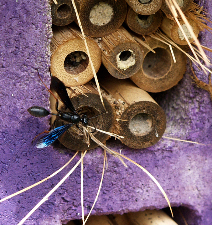 Grass-carrying wasp building nest in bamboo