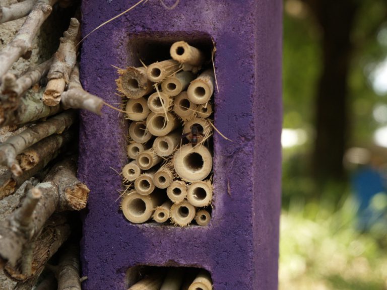 Bringing the buzz back to your garden