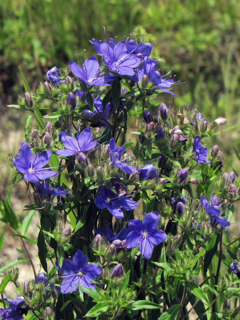 Skyflower, Hydrolea corymbosa