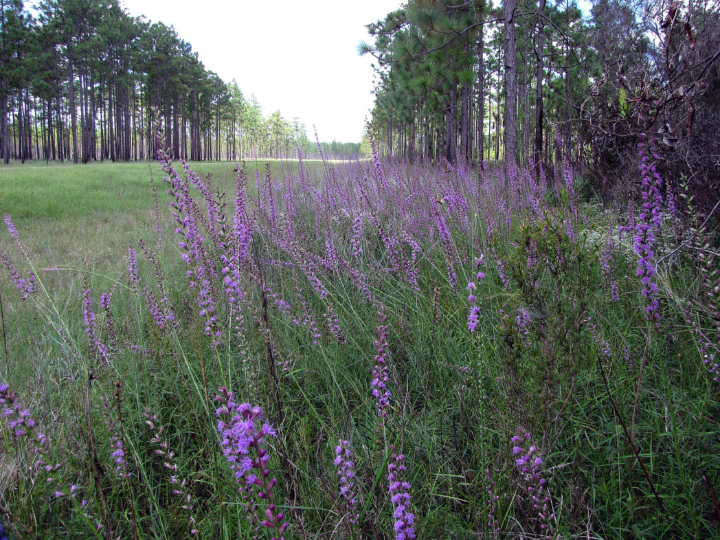 Liatris spicata along roadside