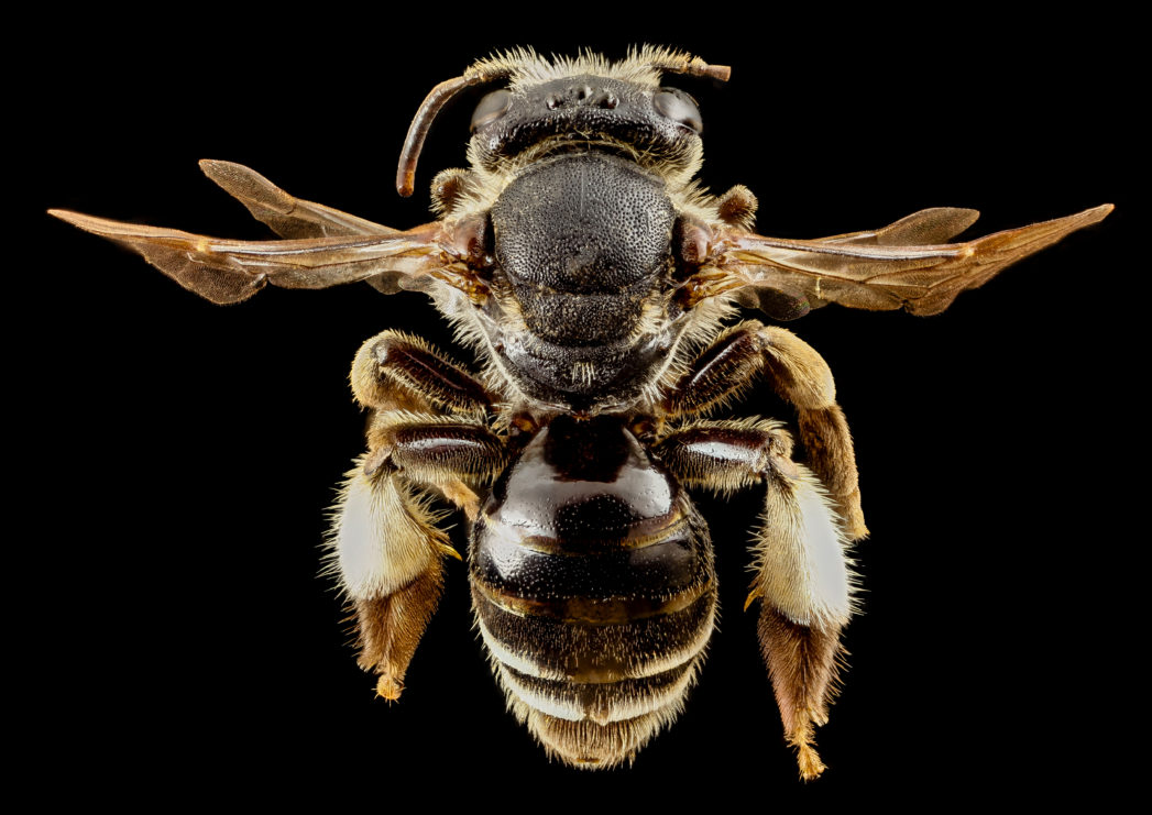 Macropis europea bee