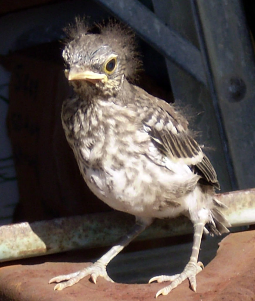 Mockingbird hatchling