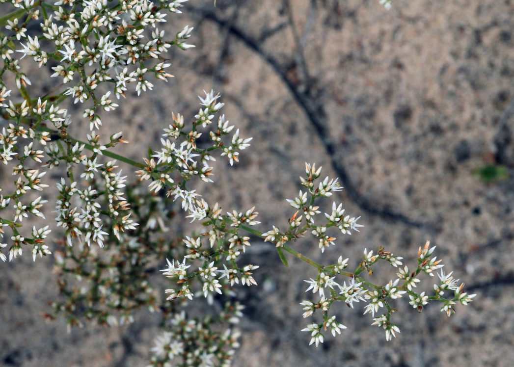 Paronychia rugelii