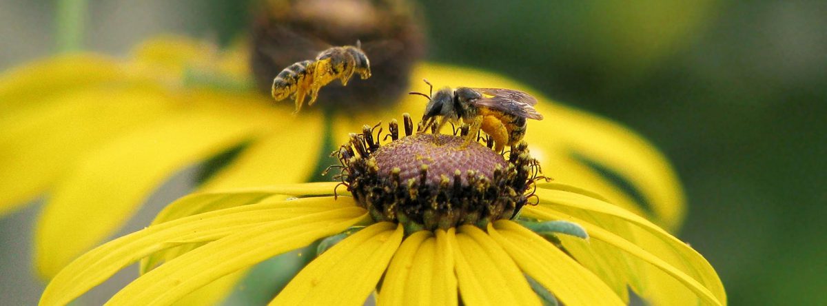 Bees on Softhair coneflower