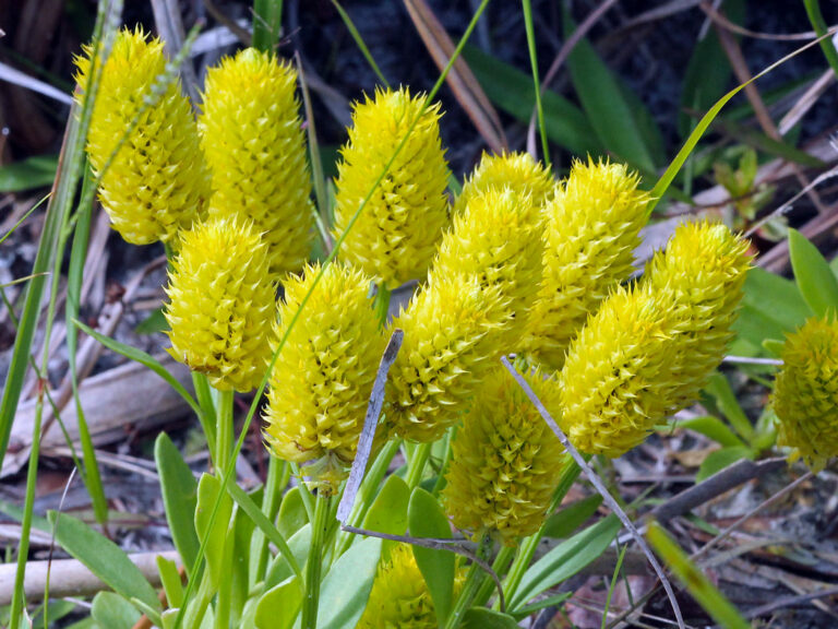 Candyroot