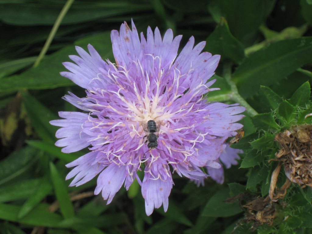 Pollinator on Stokes aster