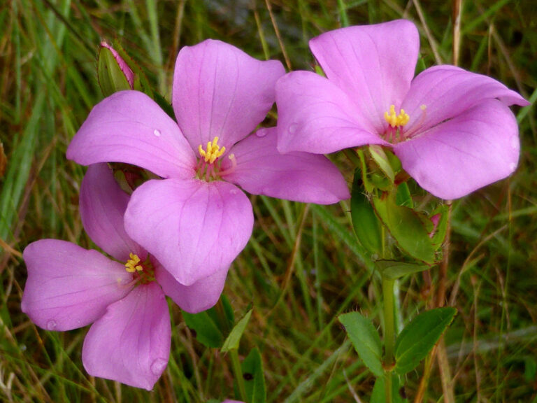 Fringed meadowbeauty