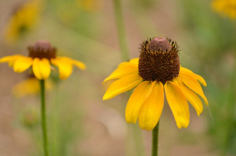 Black-eyed Susan