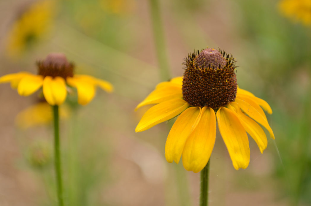 Rudbeckia hirta