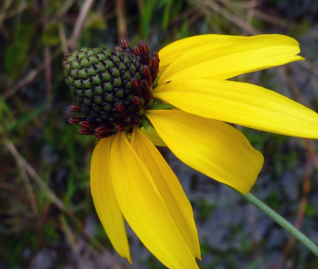 Rudbeckia nitida