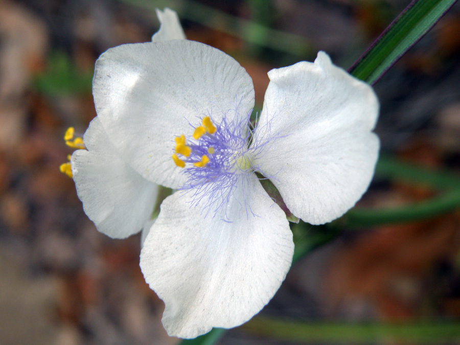 Spiderwort