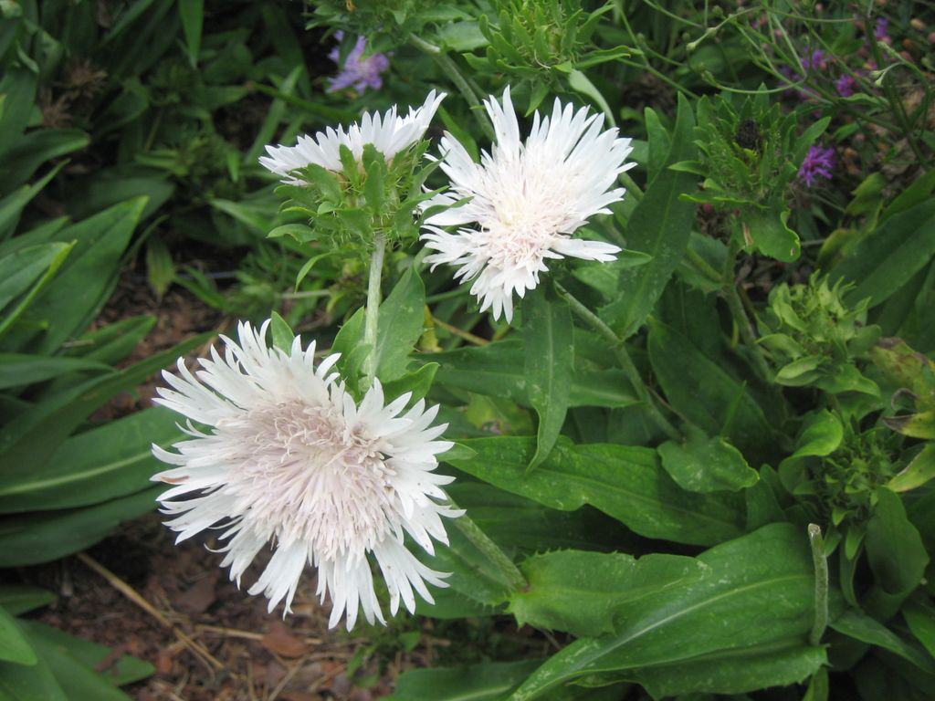 White form of Stokes aster