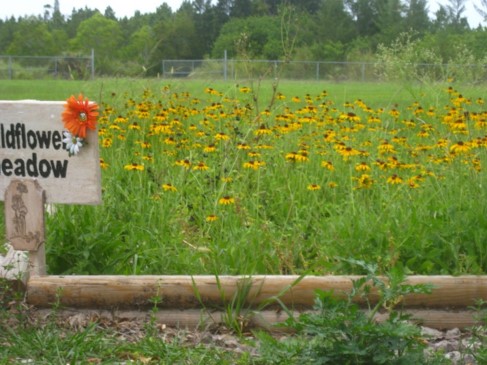 Seedings for Schools garden