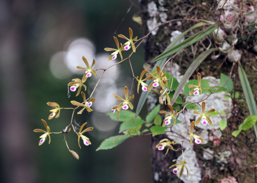 Butterfly orchid, Encyclia tampensis