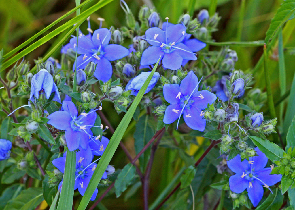 Skyflower, Hydrolea corymbosa