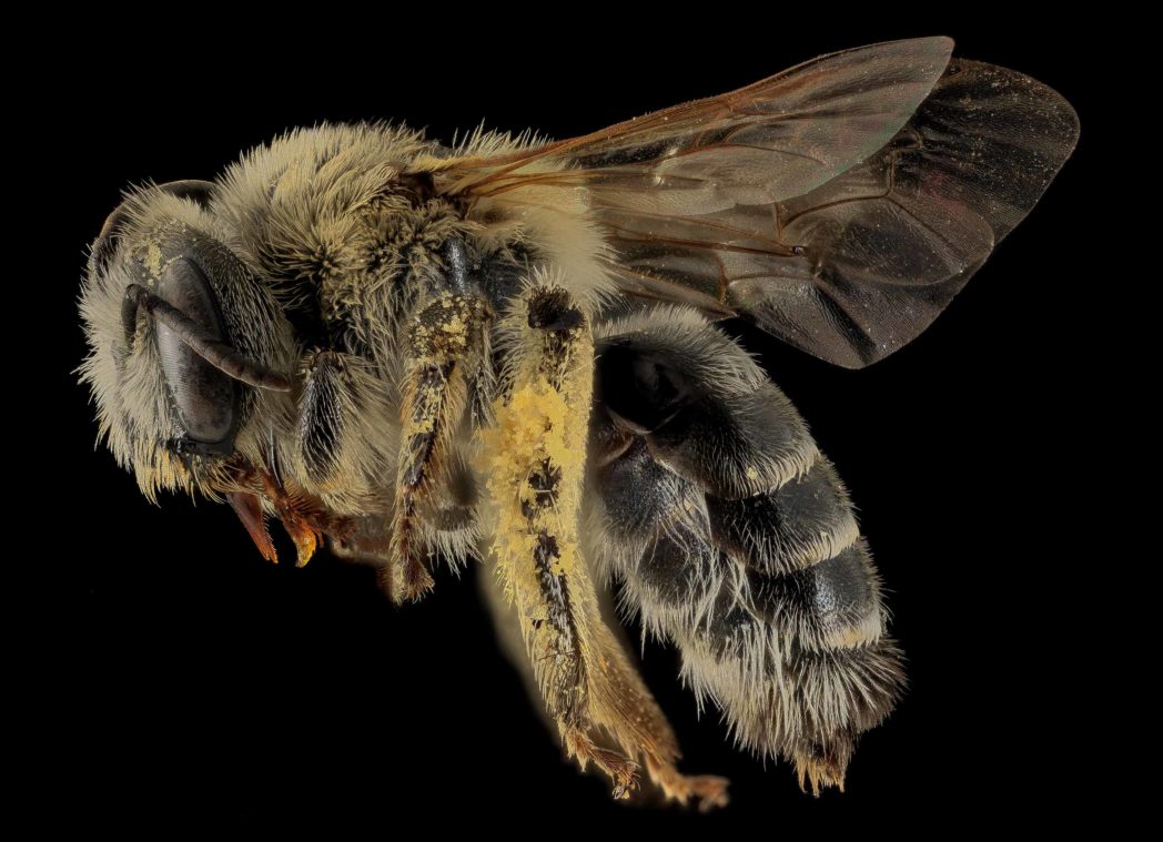 Female Mellita americana