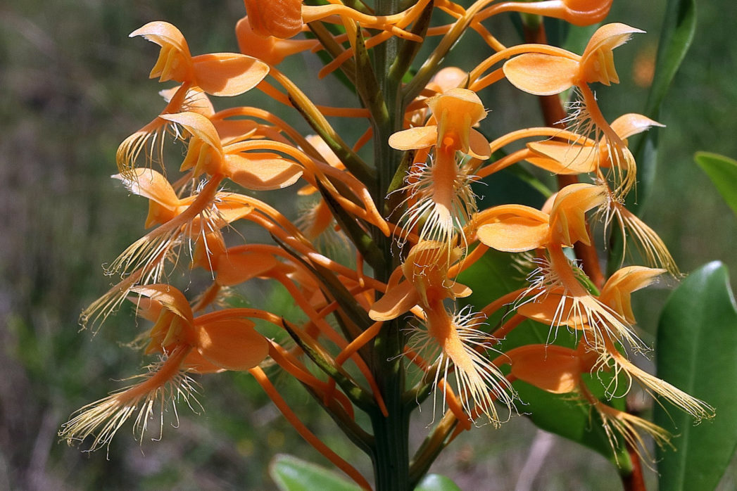 Yellow fringed orchid, Platanthera ciliaris