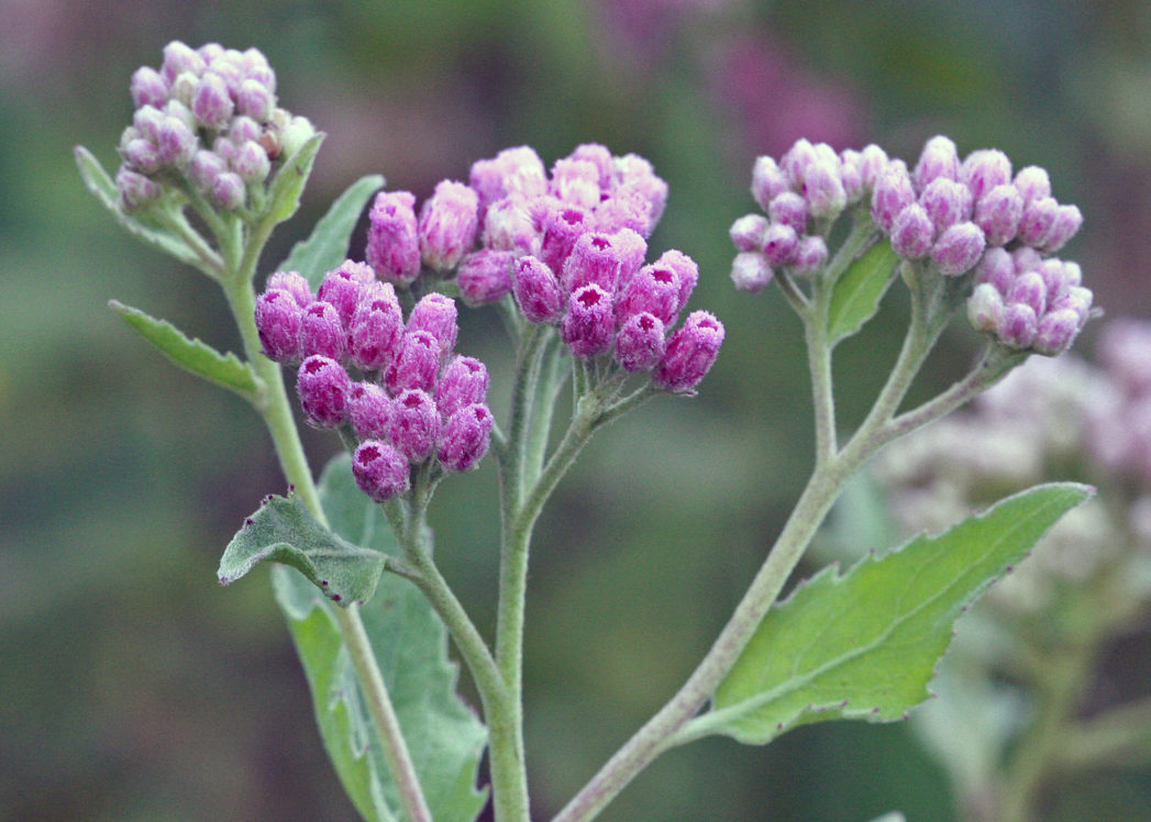 Sweetscent, Pluchea odorata