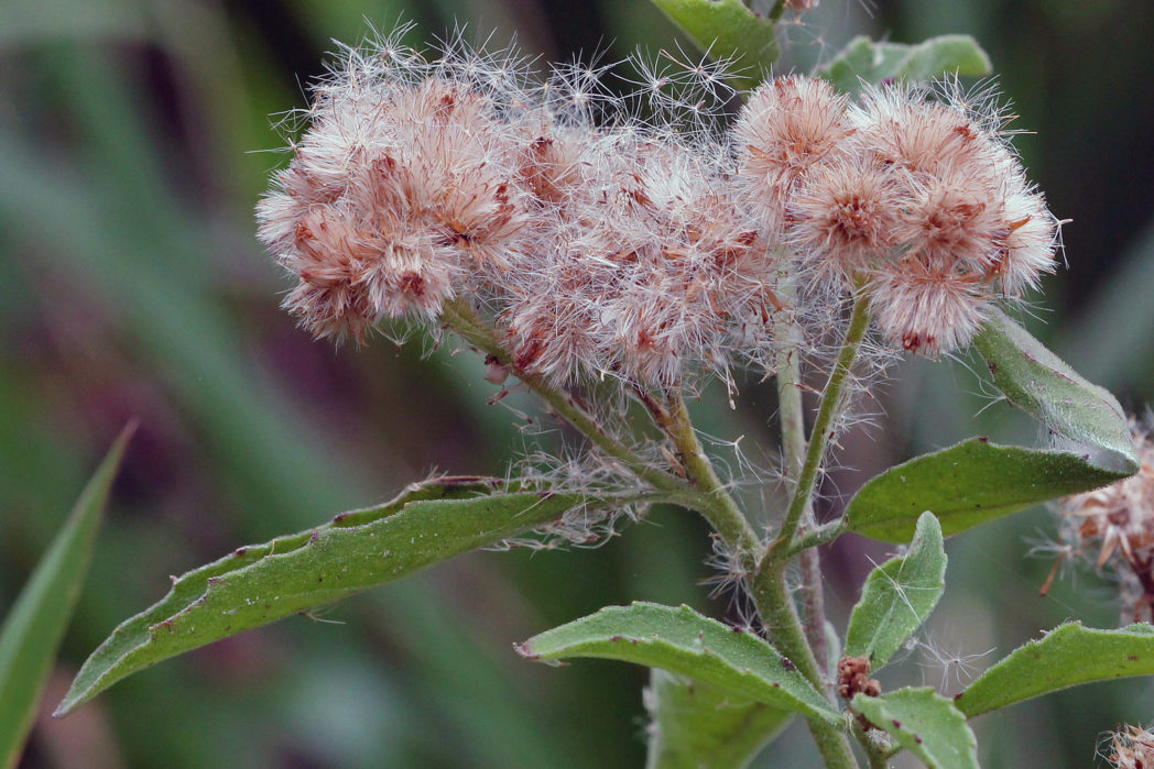 Pluchea odorata seedheads