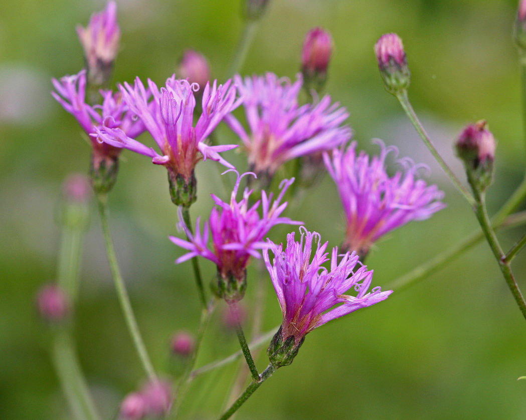 Giant ironweed, Vernonia gigantea