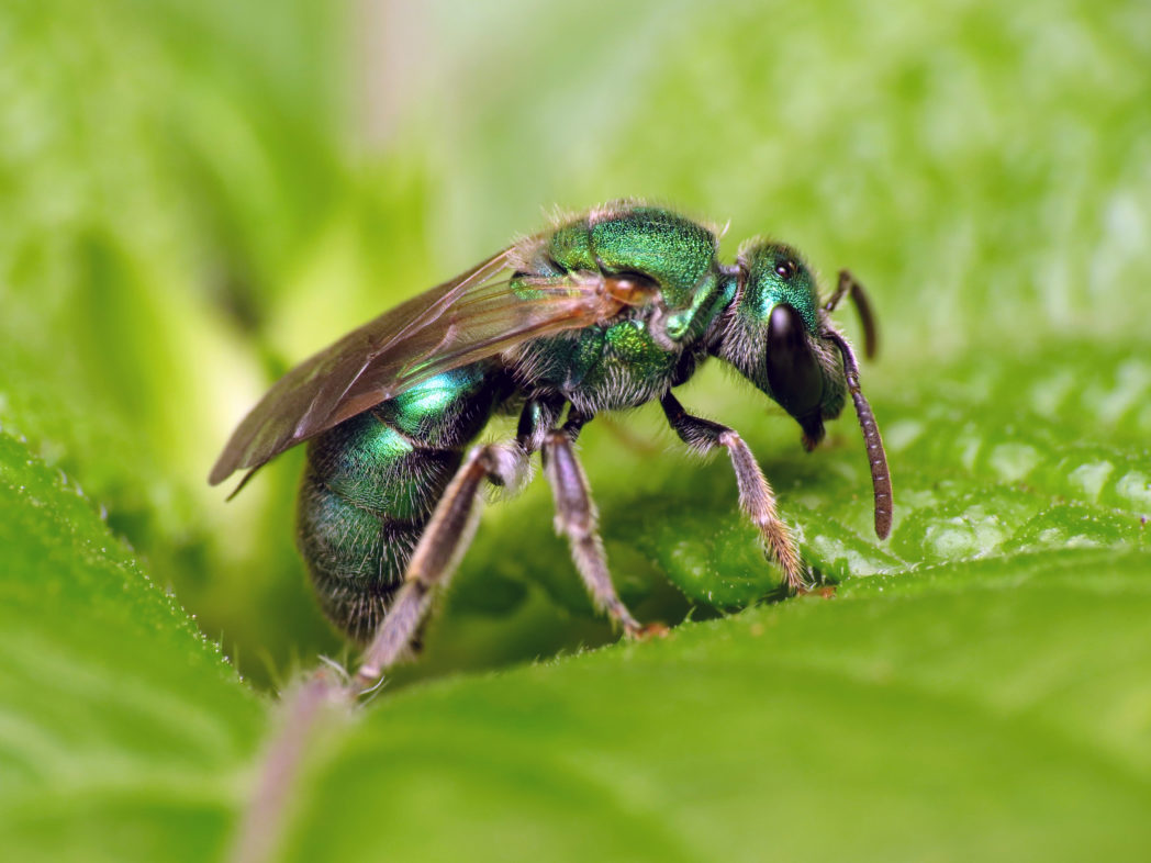 Augochlora