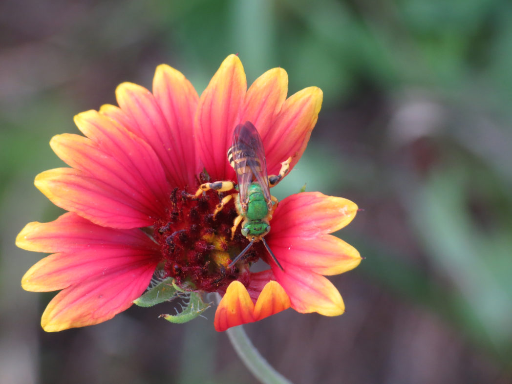 Agapostemon bee on Blanketflower