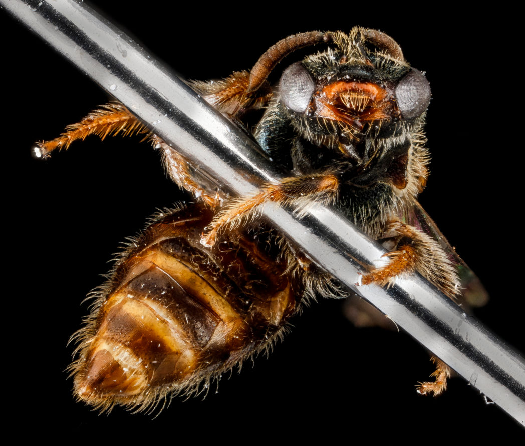 Lasioglossum surianae on pin