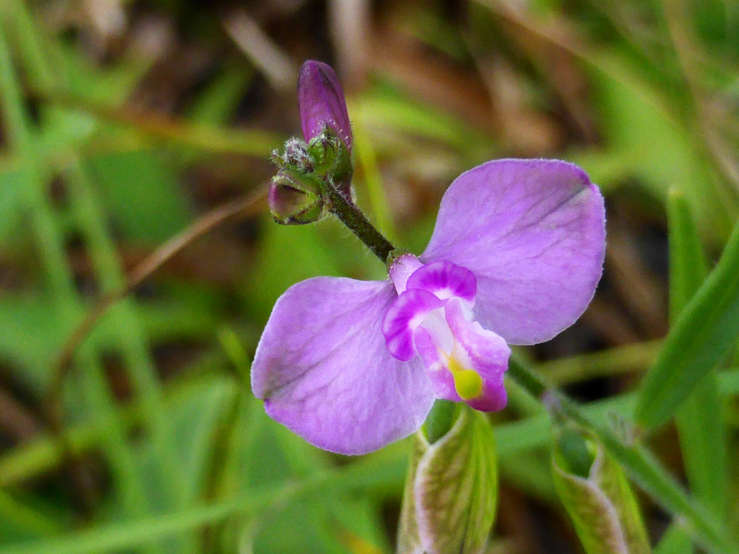 Showy milkwort, Asemeia violacea