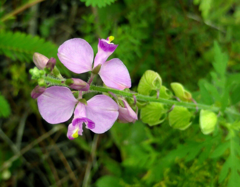 Showy milkwort