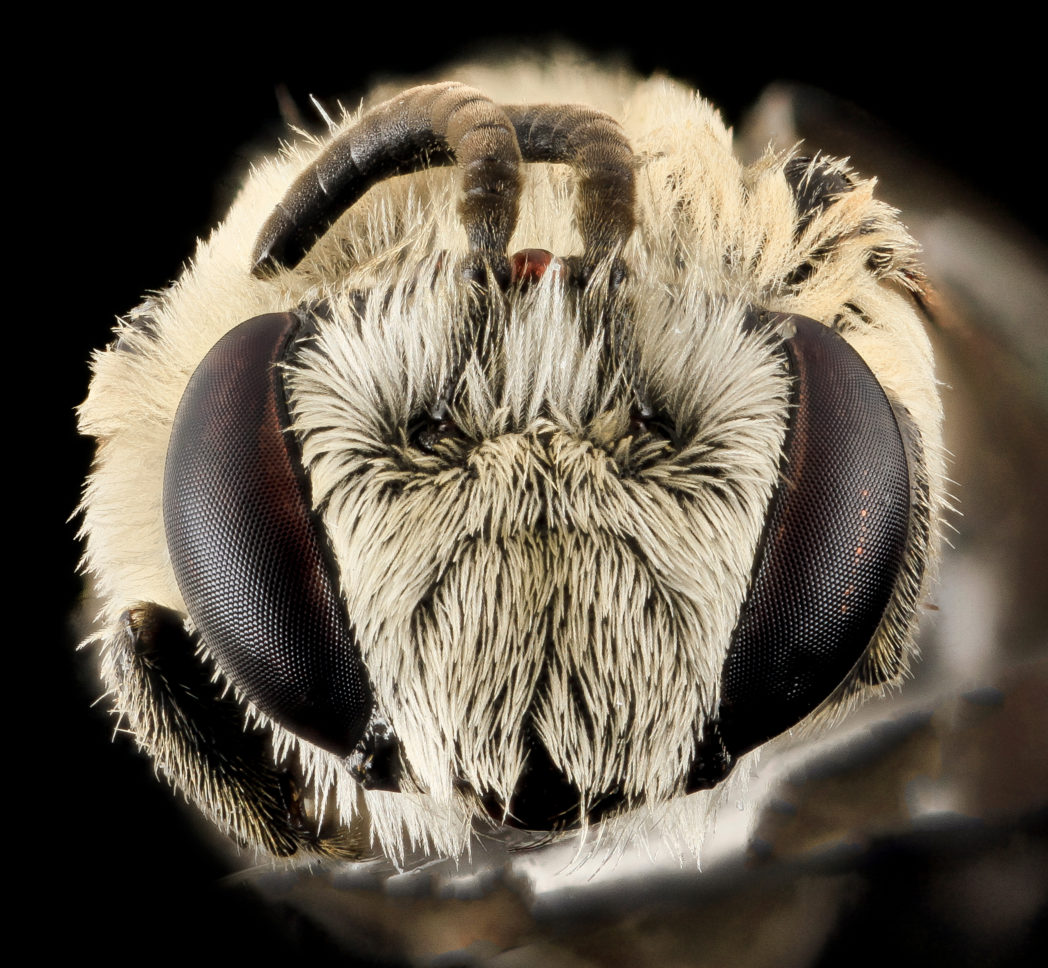 Colletes titusensis