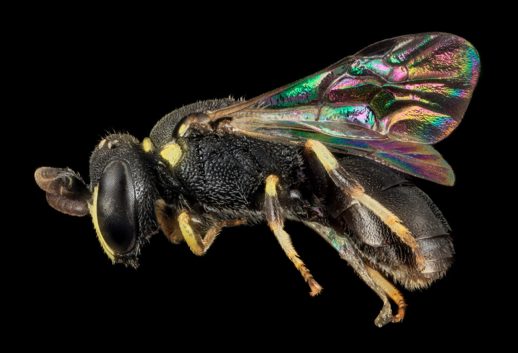 Hylaeus floridanus