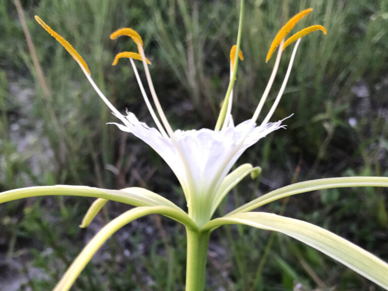 Alligatorlily