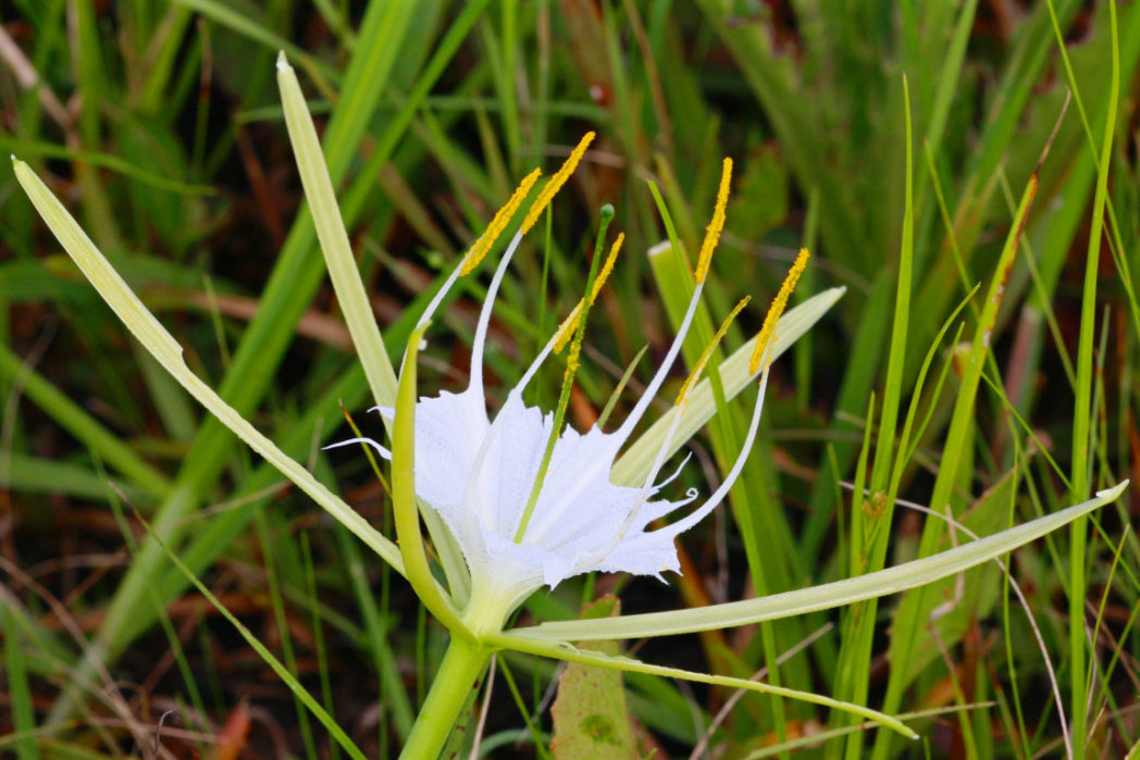 Alligatorlily, Hymenocallis palmeri