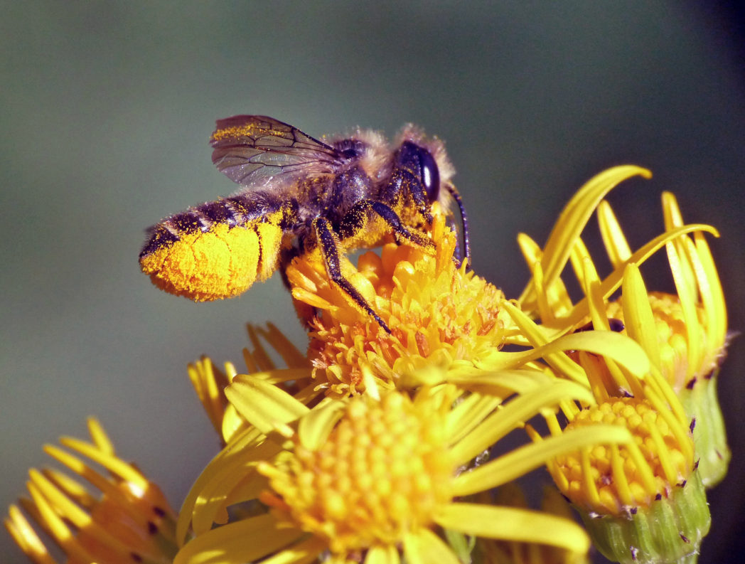 Megachile on flower with pollen on abdomen