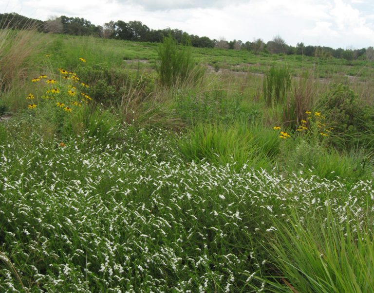 Layering is key in Orange County meadow design