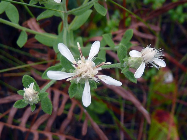 Whitetop aster