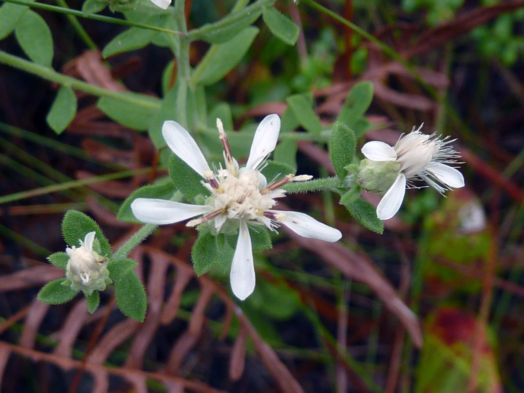 Whitetop aster, Sericocarpus tortifolius