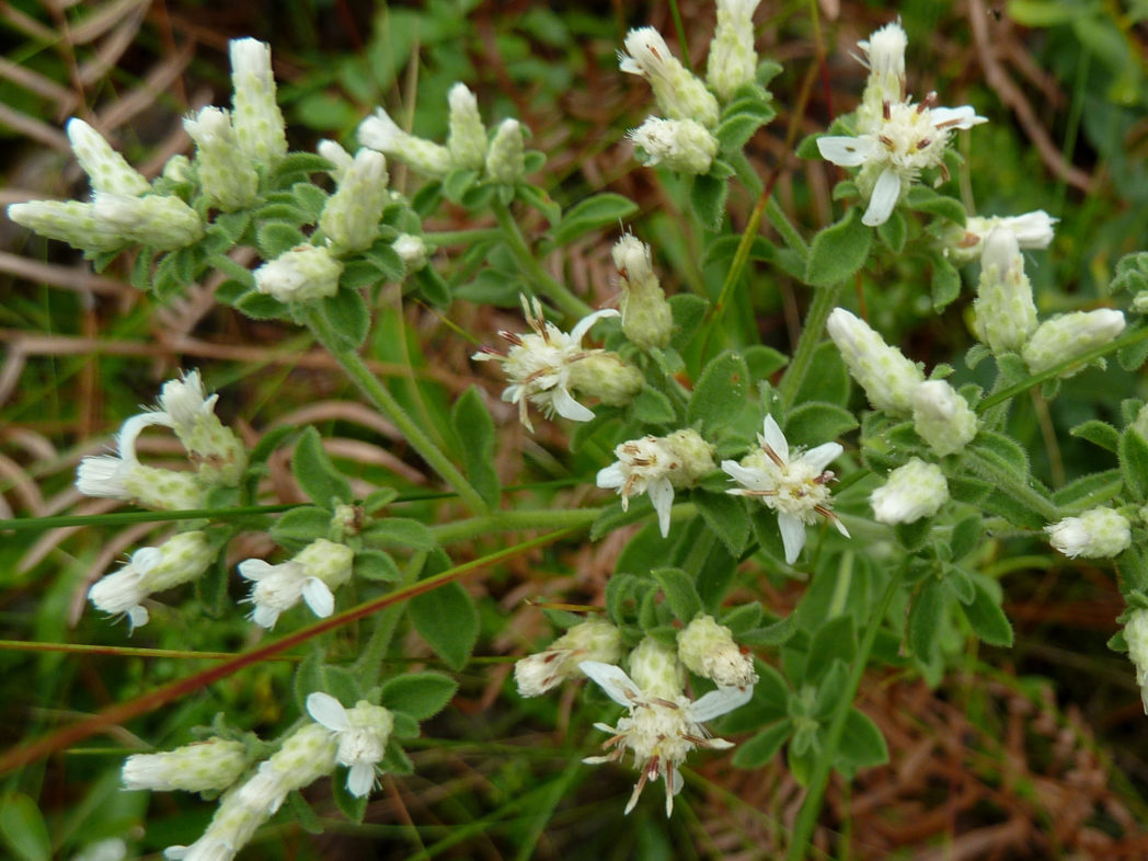 Whitetop aster, Sericocarpus tortifolius