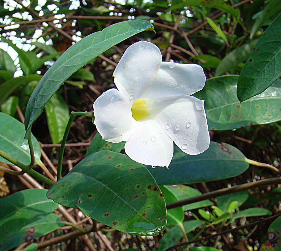 Rubbervine, Rhabdadenia biflora