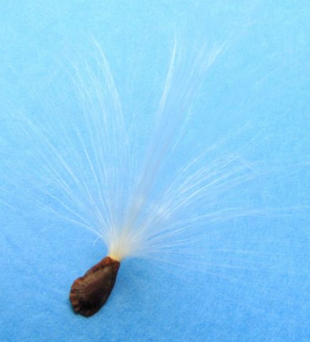 Asclepias tuberosa seed with pappus