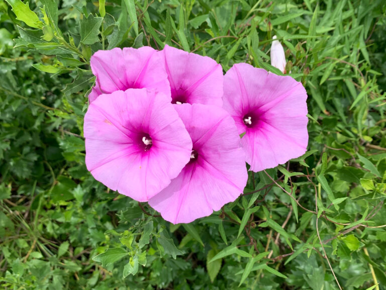 Saltmarsh morning glory