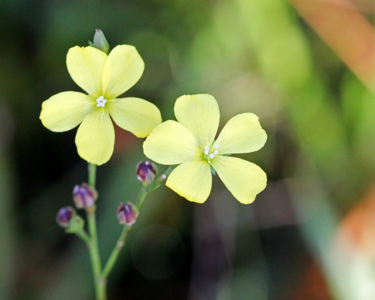 Florida yellow flax