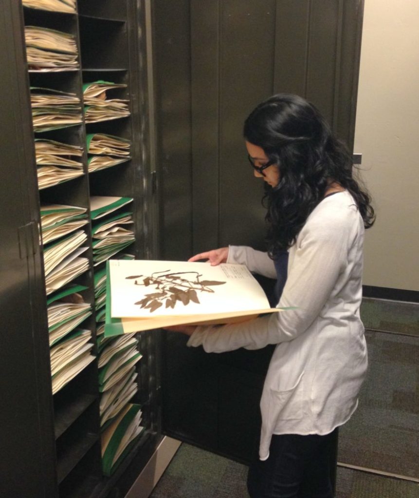 Student filling USF Herbarium specimens
