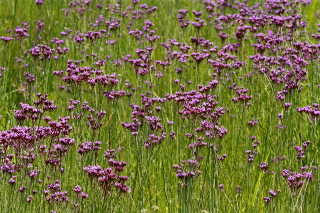 Field to Pineland chaffhead, Carphephorus carnosus