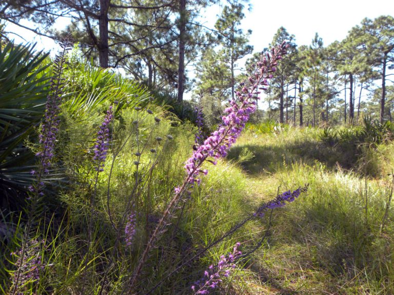 Webinar: Life, Death & Wildflowers at Heartwood Preserve