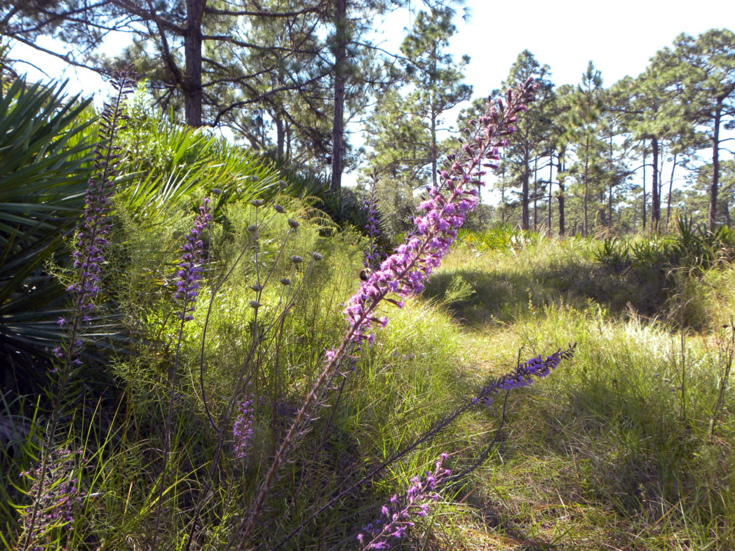 Liatris bloom in pine flatwoods