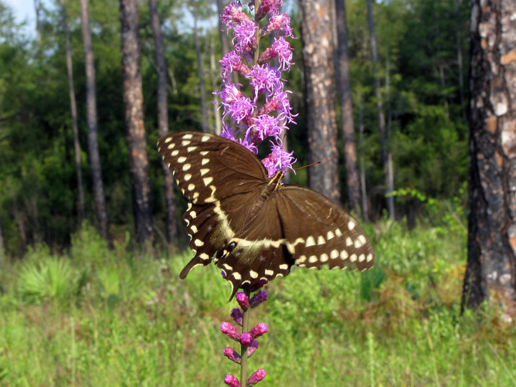 Palamedes swallowtail on Dense gayfeather, Liatris spicata